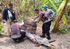 Respon Laporan Warga, Polresta Sidoarjo Bongkar Arena Sabung Ayam di Dua Lokasi